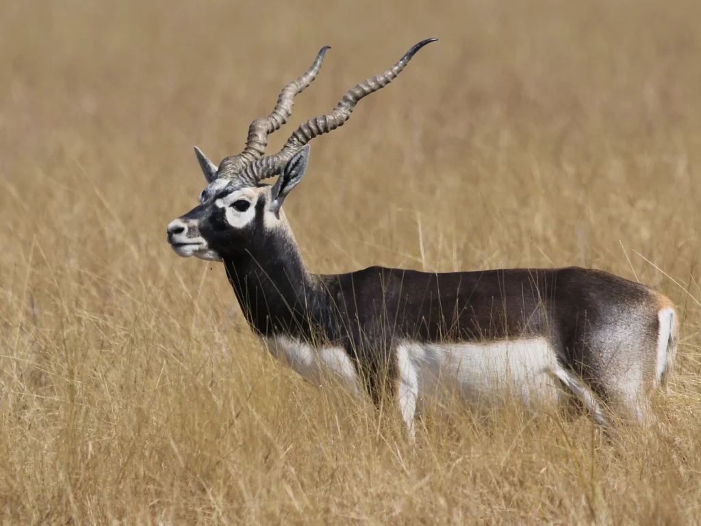 Black buck grazing at Velavadar, one of the best Places to Visit Near Ahmedabad for wildlife and nature photography.