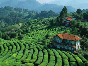 Places-To-Visit-In-Ooty-9 Best Places to Visit in Summer Vacation in India