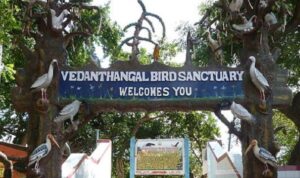 Chennai to Vedanthangal Bird Sanctuary (85 km)