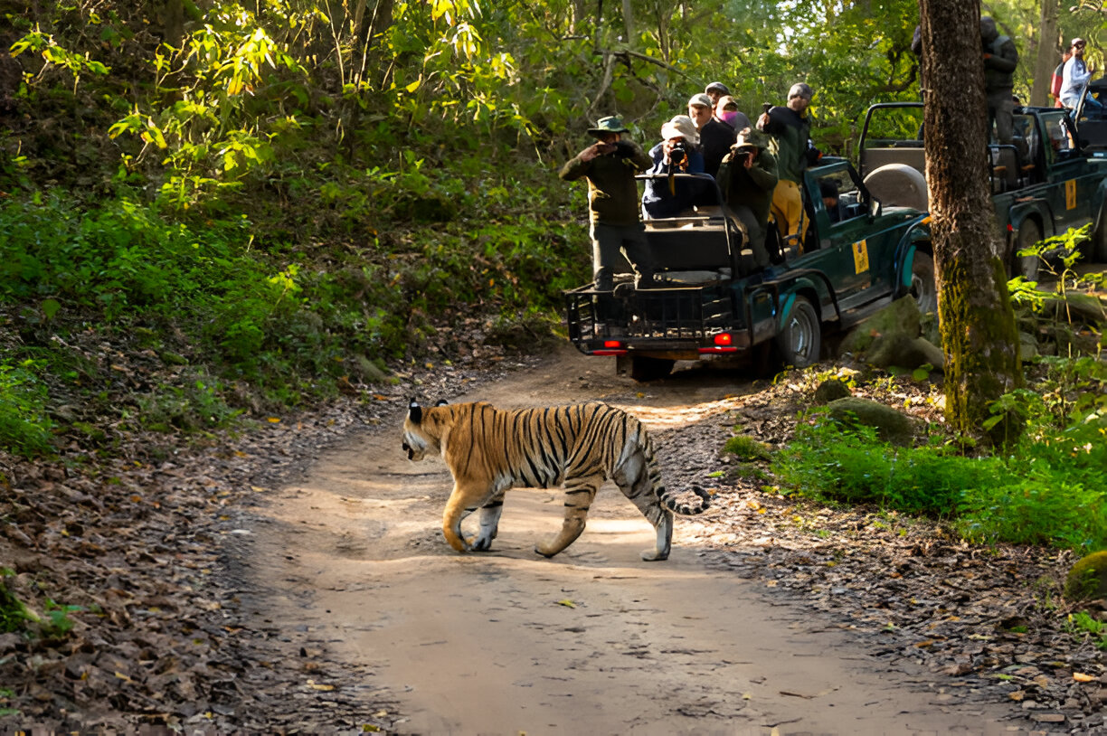 jim corbett national park